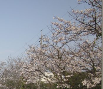 桜